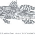 中華沙塘鱧 中華沙塘鱧