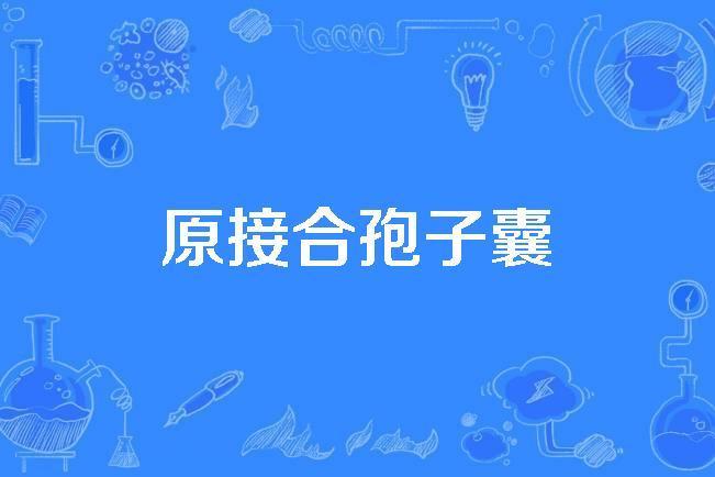 原接合孢子囊