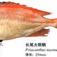 木棉魚 木棉魚