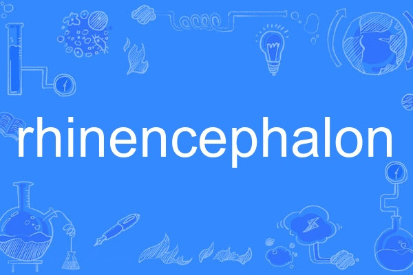 rhinencephalon rhinencephalon