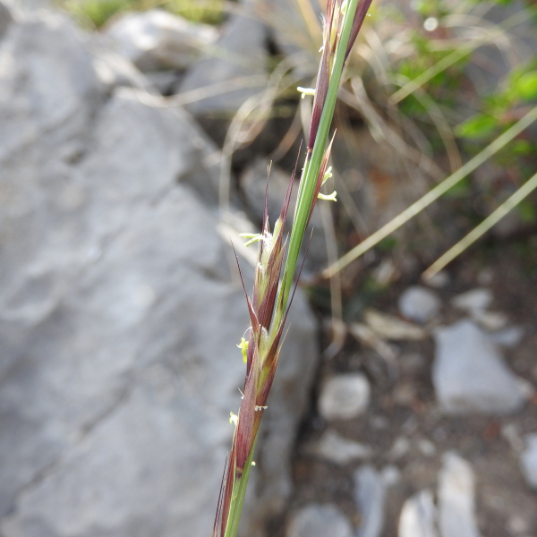 Metcalfia mexicana