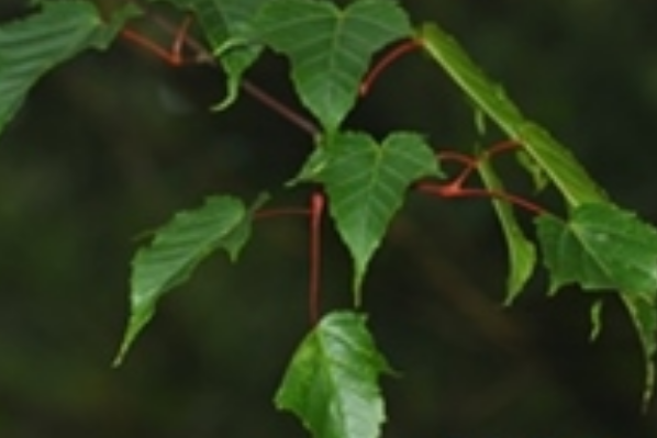 玉山槭 玉山槭