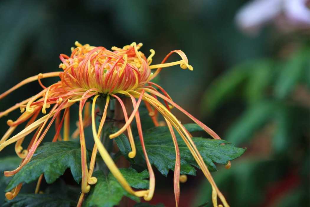 天菊花 天菊花