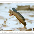 跳魚 跳魚
