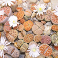 生石花(石生花) 生石花(石生花)
