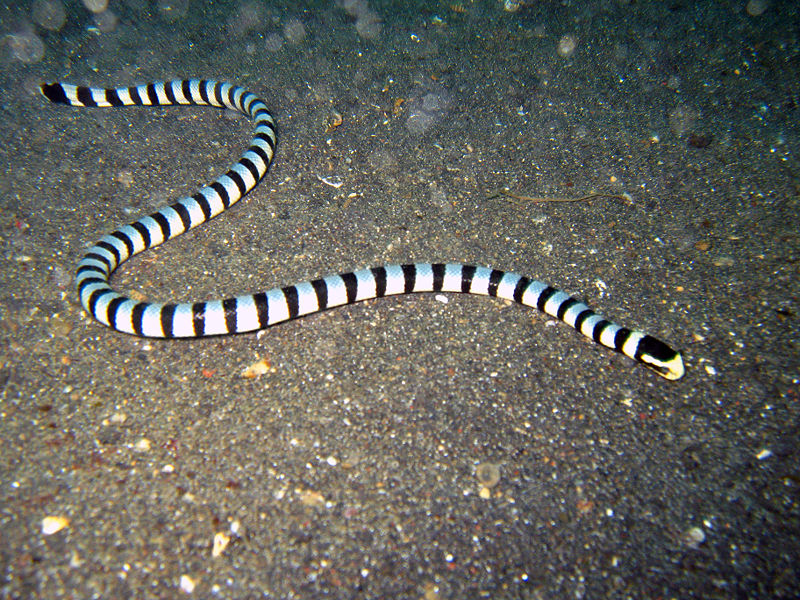 l藍灰扁尾海蛇