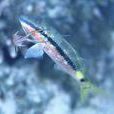 黑草魚 黑草魚