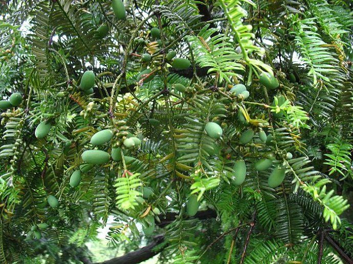 小昆村(雲南省昆明市五華區廠口鄉下轄村) 小昆村(雲南省昆明市五華區廠口鄉下轄村)