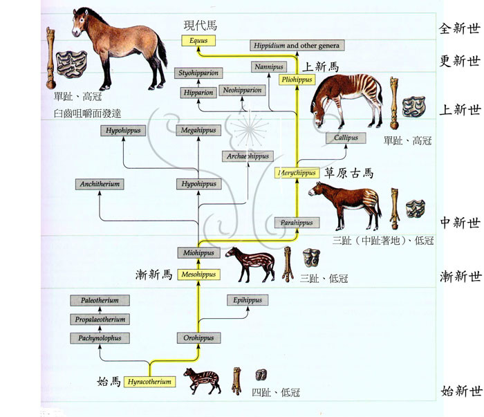 馬的進化史