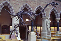 似鴕龍的骨骸，位於牛津大學自然歷史博物館