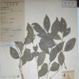 纖枝蒲桃 纖枝蒲桃