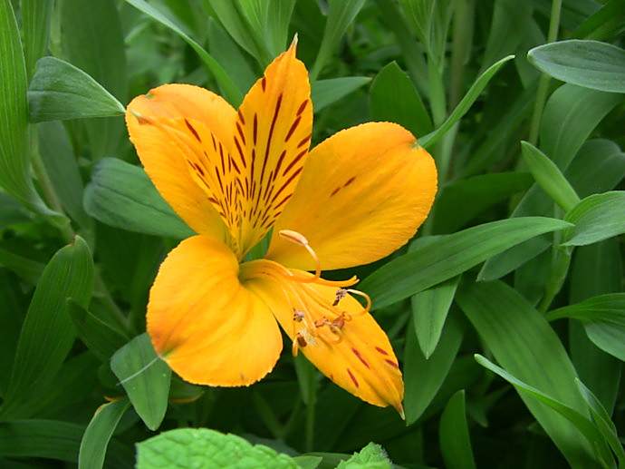 冠花區 冠花區