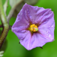 茄花 茄花