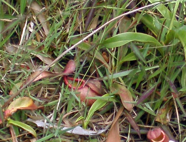 生長在海拔0~200m的草原上的高棉豬籠草
