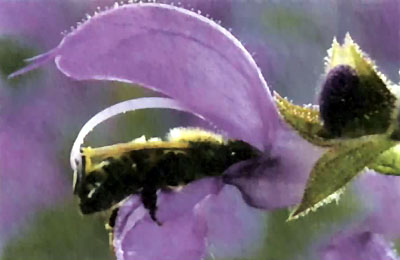 丸花蜂