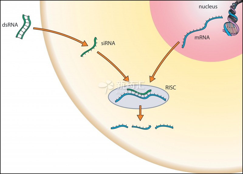 反義RNA