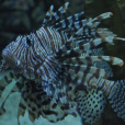 翱翔蓑魚 翱翔蓑魚