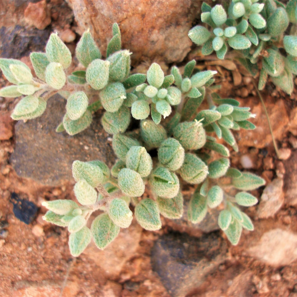 Alyssum macrocalyx