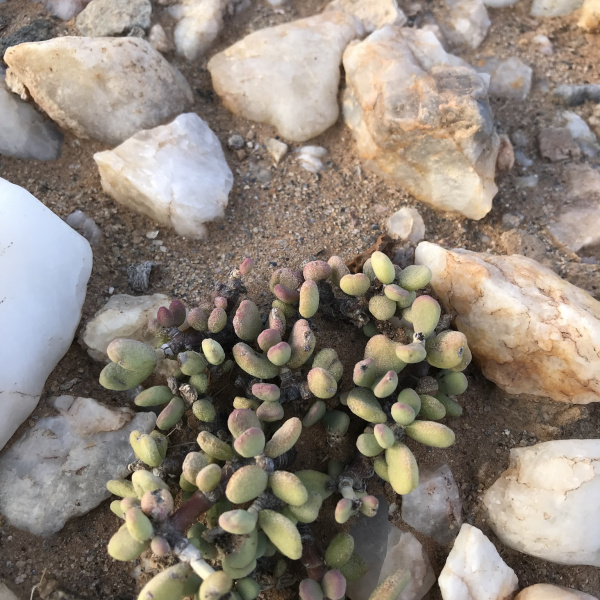 Portulacaria pygmaea