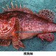 裸胸鮋 裸胸鮋