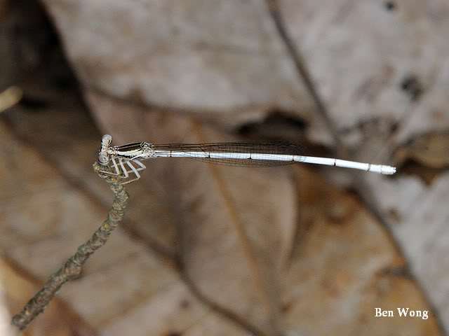 白腹小蟌 白腹小蟌