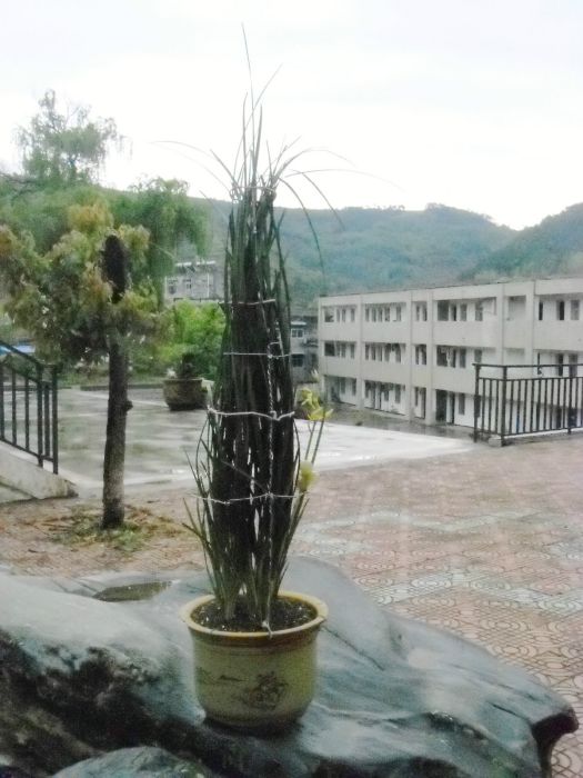 縴手慧 縴手慧