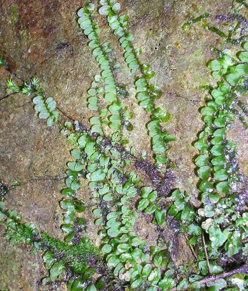 光萼苔屬