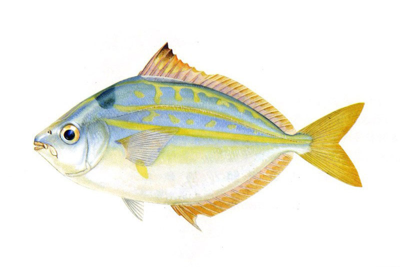 鰏(鰏科鰏屬魚類) 鰏(鰏科鰏屬魚類)
