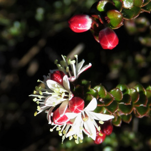 Leionema lamprophyllum