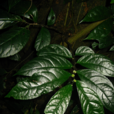 變黃樓梯草 變黃樓梯草