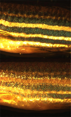 斑馬魚暴露在黑暗和光亮中的色彩調節。