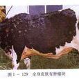 牛白血病 牛白血病