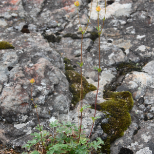 Potentilla rubella