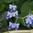 藍蝴蝶(鳶尾科植物)