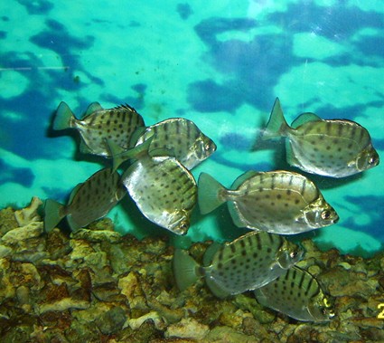 銀鼓魚