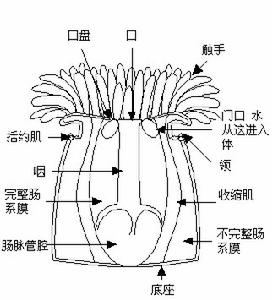 綠疣海葵的解剖結構