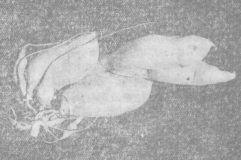 陝薯1號 陝薯1號