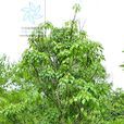 樟葉泡花樹 樟葉泡花樹