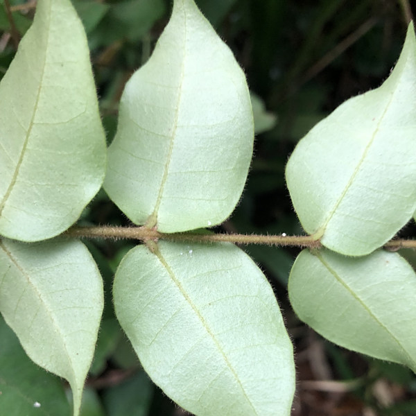 Eugenia catharinensis