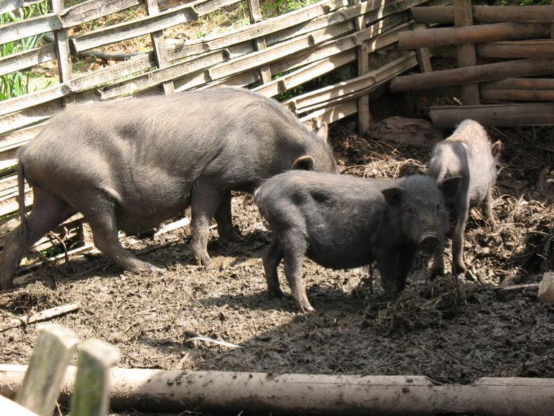 發展生豬養殖業