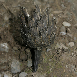 Cheirolophus mauritanicus