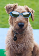 消防犬