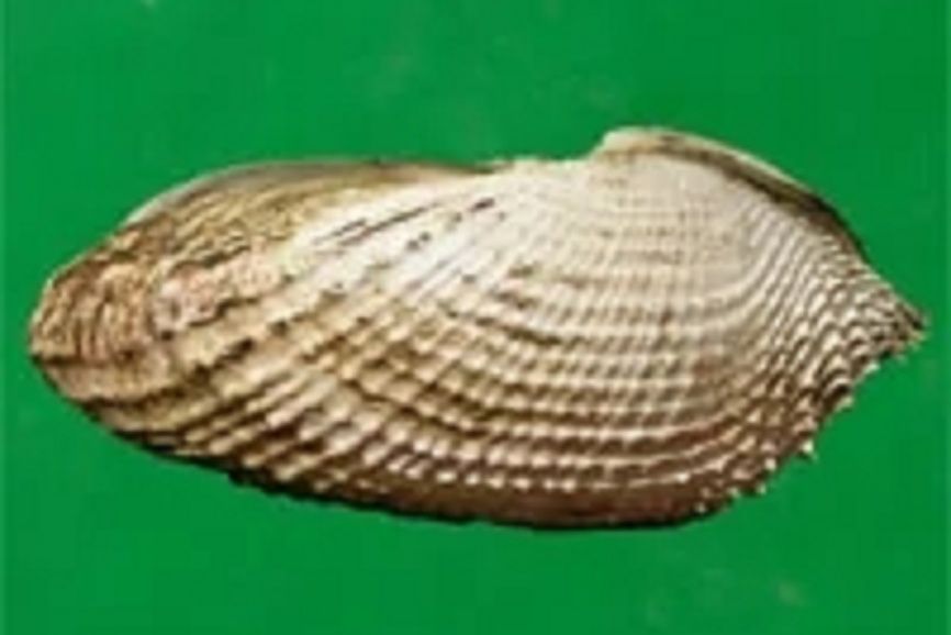 全海筍