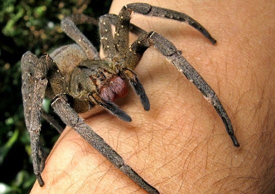 巴西漫遊蜘蛛