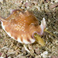 阿當嵩海兔螺