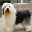 英國古代牧羊犬(古代牧羊犬)