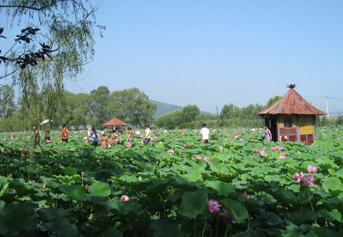 千年古蓮園