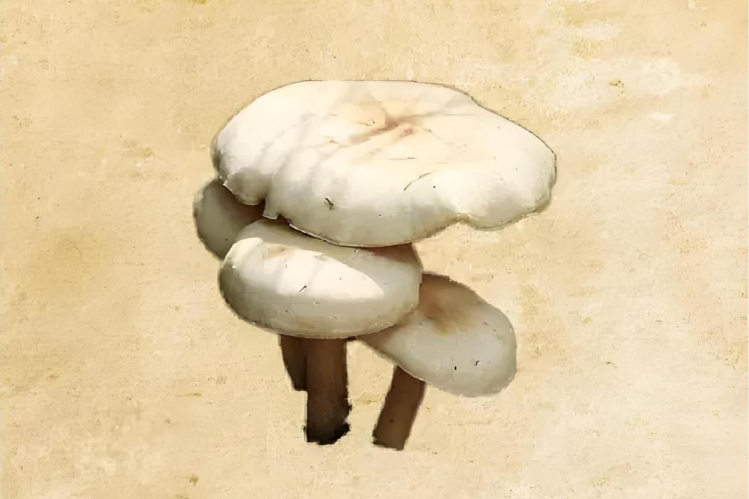 蒙古線蘑 蒙古線蘑