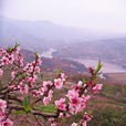 龍泉桃花溝(四川省景點) 龍泉桃花溝(四川省景點)
