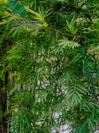 貴州懸竹 貴州懸竹